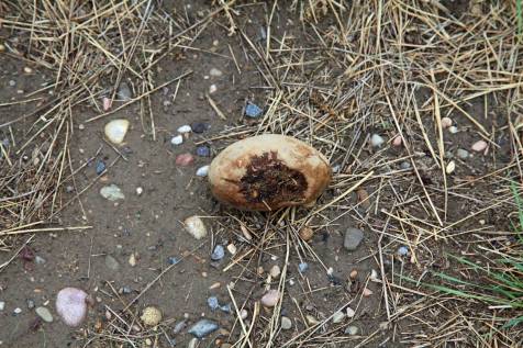 Damaged potato near Dubois, ID